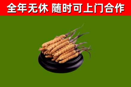 盐津县回收冬虫夏草